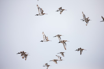 flock of birds in winter