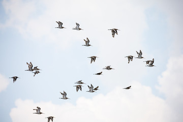 flock of birds in winter