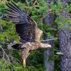 White tailed eagle