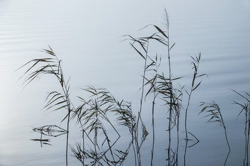 Soft ripples in misty landscape. Reed in peaceful thick fog on lake.