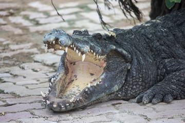 crocodile