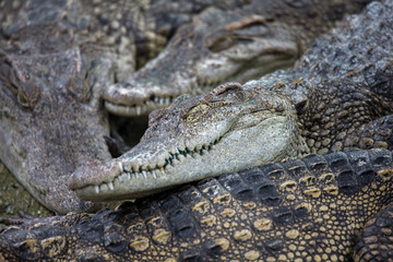 crocodile