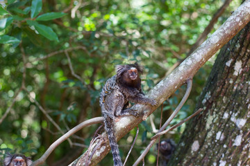 Callithrix penicillata (Sagui / Marmoset) Brazil Native 1