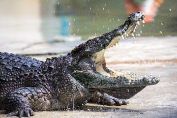 crocodile