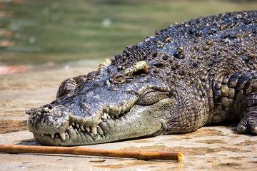 crocodile