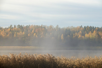 Misty autumn landscape. Peaceful fog on lake. Colorful trees in background and reed in foreground. Sweden