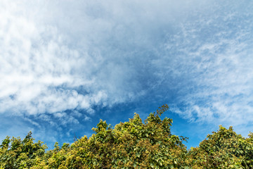 Blue sky with clouds and tree tops