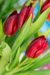 Naklejka premium Bouquet of red tulip isolated on white background
