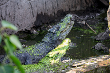crocodile