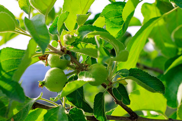 Green ripe apple hanging on branch of tree