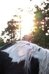 Horses at Sunset