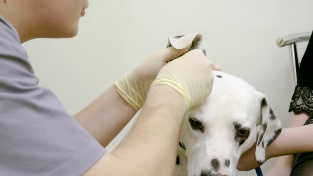 Domestic animals. Dalmatian. The vet is examining ears of white large dog with black spots in veterinary clinic. 4K