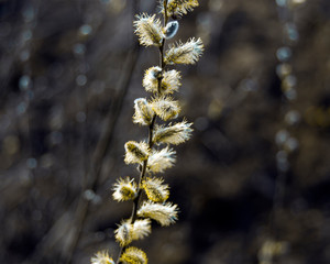 Весна/It's spring