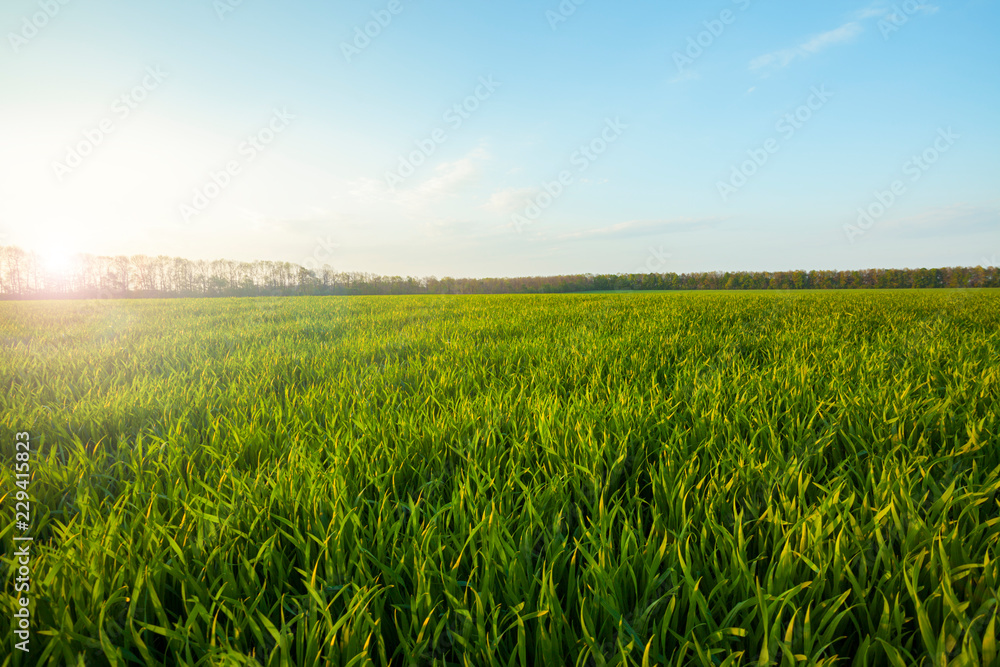 Sticker green meadow under blue sky with clouds