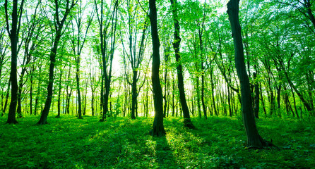Obraz premium Sunlight in the green forest