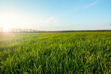 Green meadow under blue sky with clouds