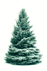 Fototapeta premium Christmas tree in snow