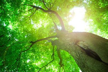 Forest trees.