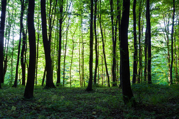 Fototapeta premium forest sunlight