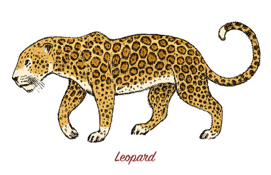 African Wild leopard. Profile Asian cat. Animal jaguar in the jungle. Tattoo artwork. Engraved hand drawn line art Vintage old monochrome sketch, ink. Vector illustration for label. safari symbol.