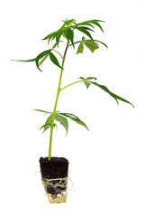 CBD Cannabis Steckling von der Seite auf weißen Hintergrund