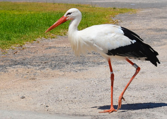 White stork (Ciconia ciconia) walking in the park of Tenerife,Canary Islands,Spain.Nature and wildlife concept.
