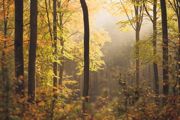 Misty magical Autumn light./ Beautiful autumnal forest with sun light rays in north Poland