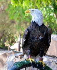 American Bald Eagle (Haliaeetus leucocephalus) in Zoo of Tenerife,
Canary Islands,Spain.North American bird of prey.National emblem of USA.Selective focus.