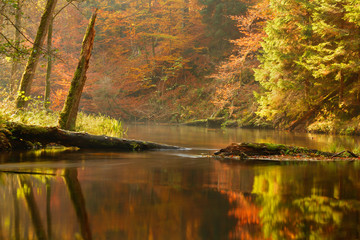 Brda river on Fall season./ Uncommonly beautiful Autumn nature with river, forest and misty sunlight in north Poland - obrazy, fototapety, plakaty