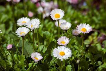 Fototapeta premium Цветы/Flowers