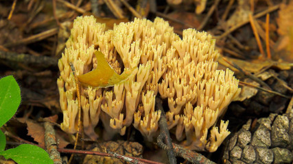 Fungus Ramaria.