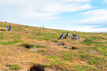 A group of Magellanic Penguin, Spheniscus magellanicus, Isla Magdalena, Patagonia, Chile.