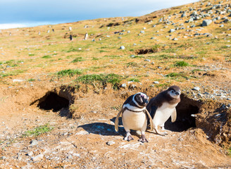 Obraz premium Couple of Magellanic Penguin, Spheniscus magellanicus, Isla Magdalena, Patagonia, Chile.