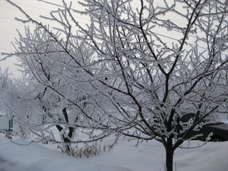 In winter, the tree is covered with small crystals of ice in severe frosts. The branches of the...