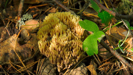 Fungus Ramaria.
