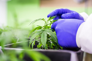 Cannabis Steckling in CBD Indoor Anlage wird kontroliert