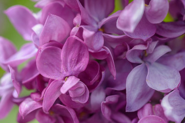 Rosa Flieder Blüten  Detail