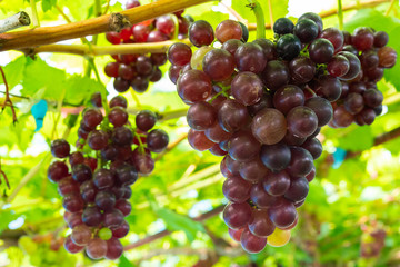 Ripe red grapes at vineyard