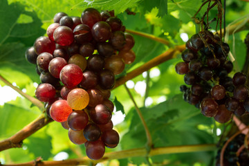 Ripe red grapes at vineyard