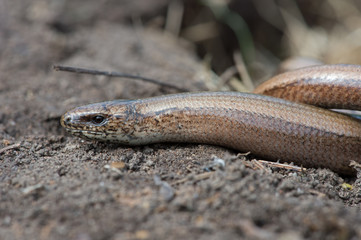 Slow Worm (Anguis fragilis)/Slow Worm discovered under refugia
