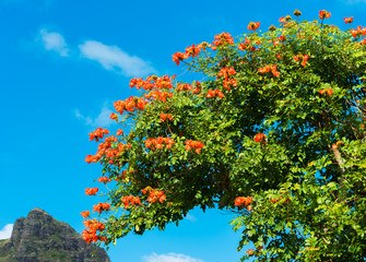 Blooming tree against the blue sky, Kauai, Hawaii, USA.