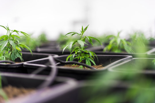 Cannabis Steckling in CBD Indoor Anlage 