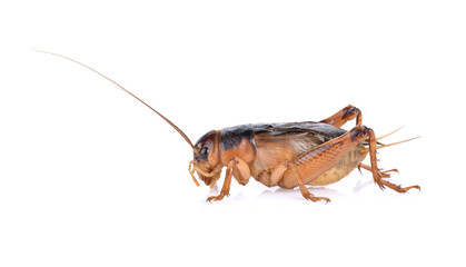 Gryllidae ,Orthoptera  isolated on white background