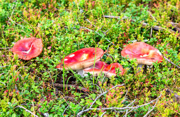 Red mushrooms on a green grass