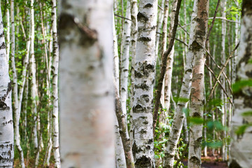 Summer birch forest. Selective focus