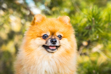 Portrait of ginger Pomeranian dog on a nature background.