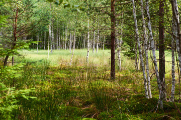 Fototapeta na wymiar Summer birch forest. Selective focus