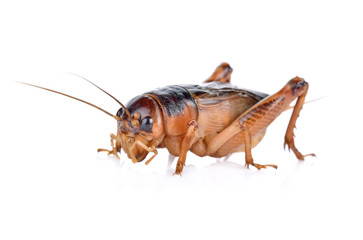 Gryllidae ,Orthoptera  isolated on white background