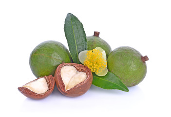 macadamia nuts on white background