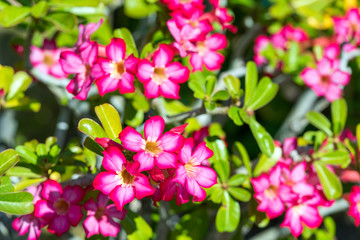 Pink flowers against the blue sky, Hawaii, USA. Close-up.